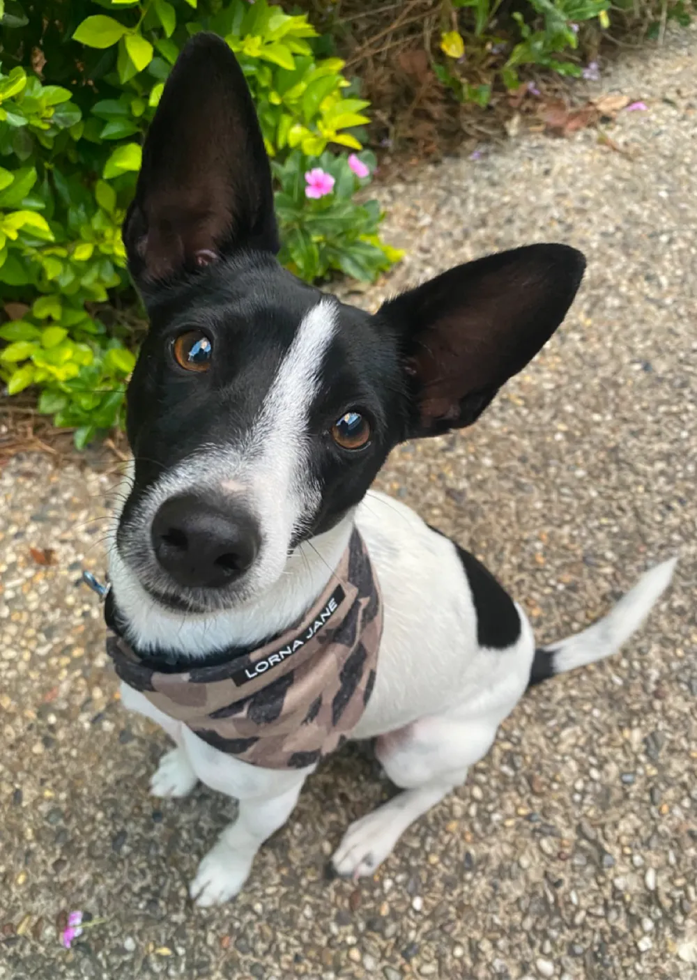 Bandana Dog Collar